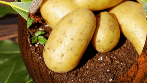 Receta Patatas gallegas, cachelos